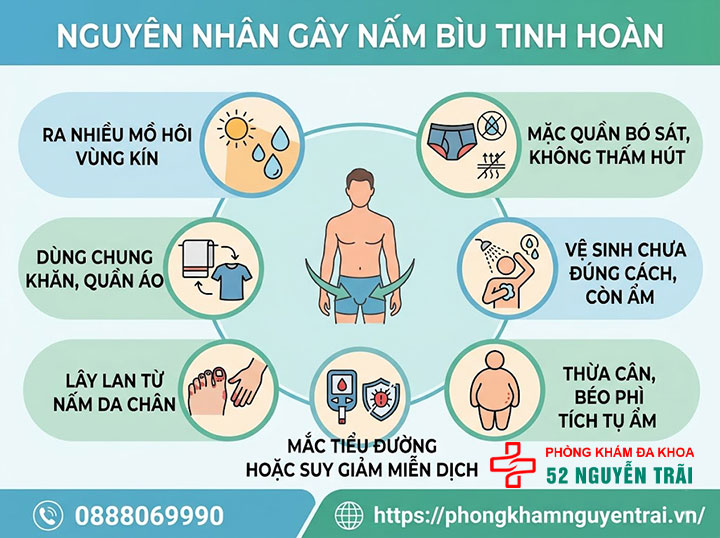 Nấm Bìu Tinh Hoàn: Nguyên Nhân Và Cách Điều Trị 2 Nguyên nhân gây nấm bìu tinh hoàn