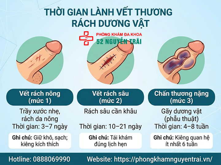Rách Dương Vật: Nguyên Nhân & Cách Xử Trí Đúng 5 Thời gian lành vết thương rách dương vật