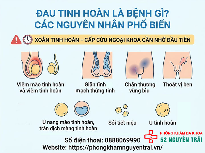 Đau Tinh Hoàn Là Gì? Nguyên Nhân Và Cách Xử Lý 4 Đau tinh hoàn là bệnh gì? Các nguyên nhân phổ biến