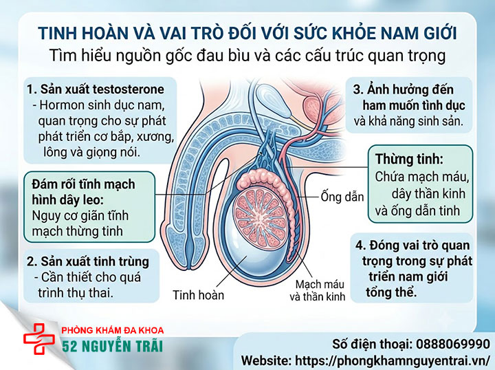 Đau Tinh Hoàn Là Gì? Nguyên Nhân Và Cách Xử Lý 1 Tinh hoàn và vai trò đối với sức khỏe nam giới
