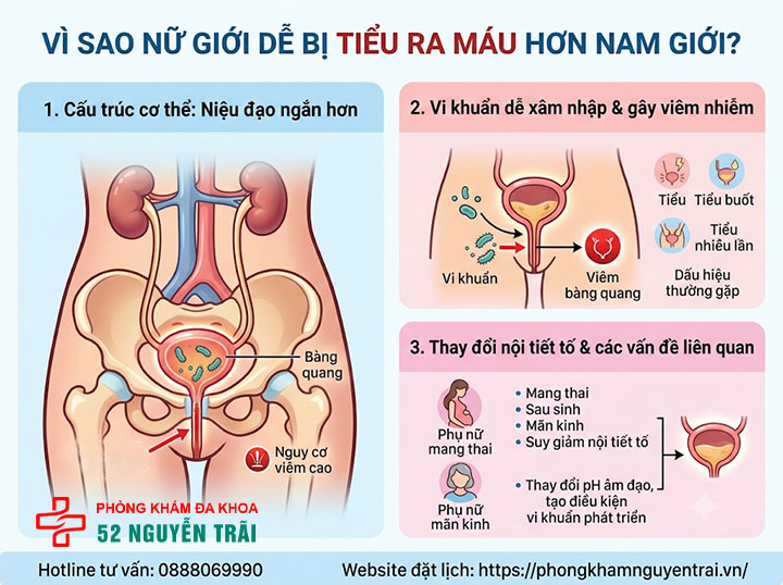 Tiểu Ra Máu Ở Nữ Là Bệnh Gì? Nguyên Nhân, Cách Xử Trí 2 Vì sao nữ giới dễ bị tiểu ra máu hơn nam giới?