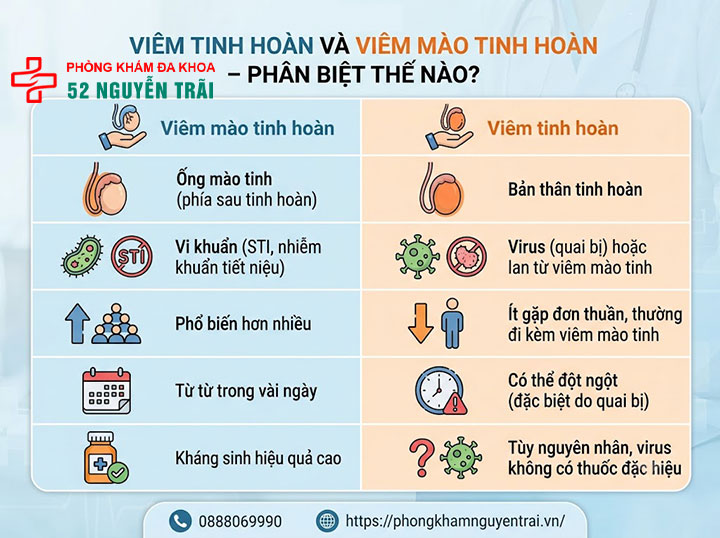 Viêm Mào Tinh Hoàn Là Gì? Nguyên Nhân Và Cách Điều Trị 5 Viêm Tinh Hoàn Và Viêm Mào Tinh Hoàn – Phân Biệt Thế Nào?