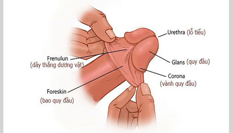 Cách phân biệt dài bao quy đầu thật – giả