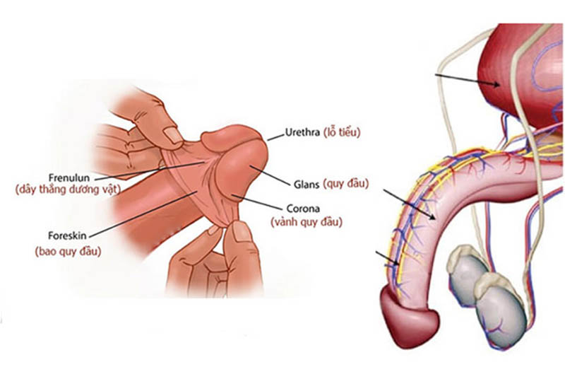 Nguyên nhân tình trạng da bao quy đầu nhạy cảm 