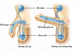 Rối loạn cương dương – Tìm hiểu nguyên nhân và cách điều trị hiệu quả