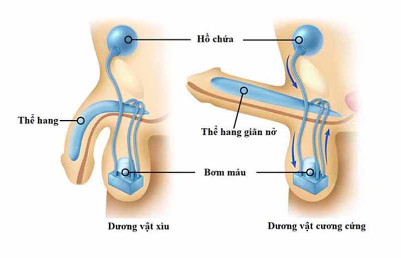 Rối loạn cương dương là gì?