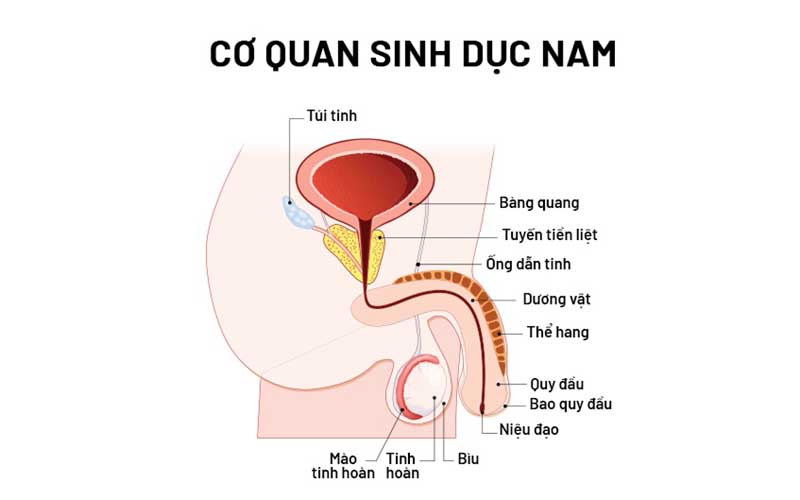 Viêm đường tiết niệu