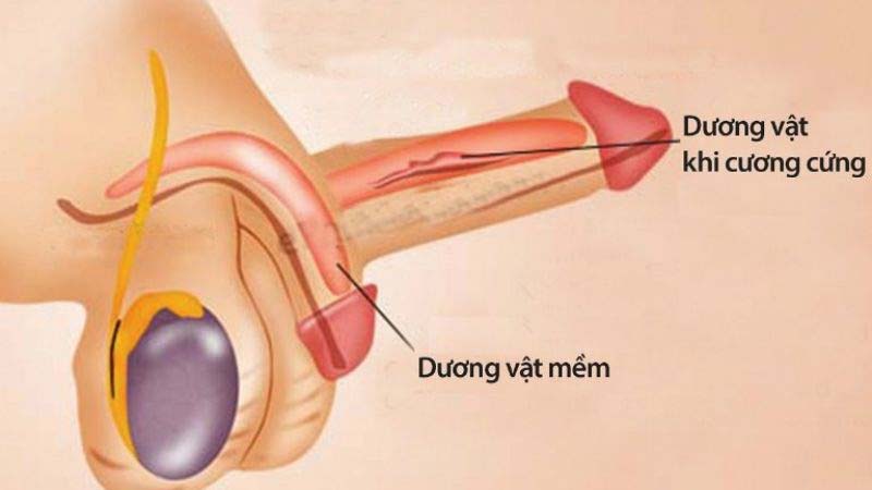 Qúa trình cương cứng của dương vật 