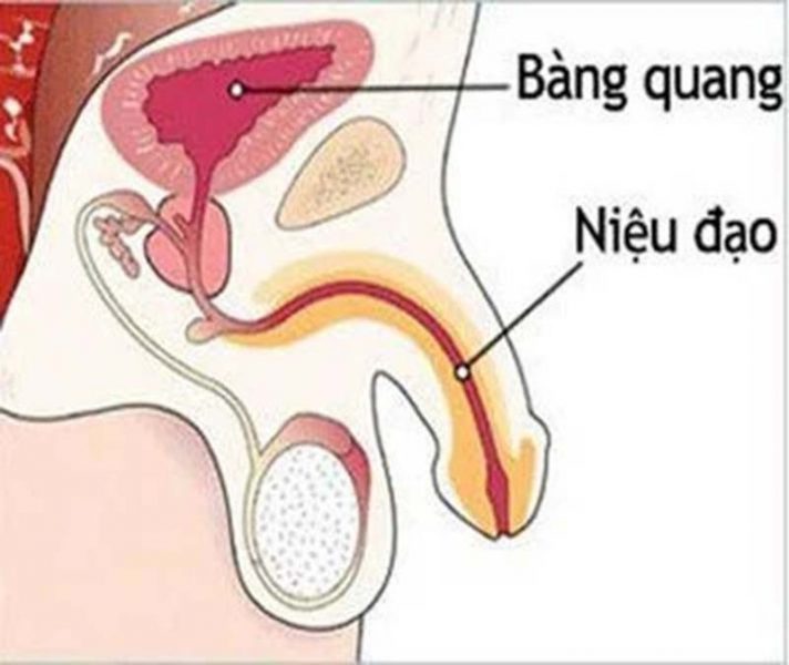 Lỗ sáo là gì?