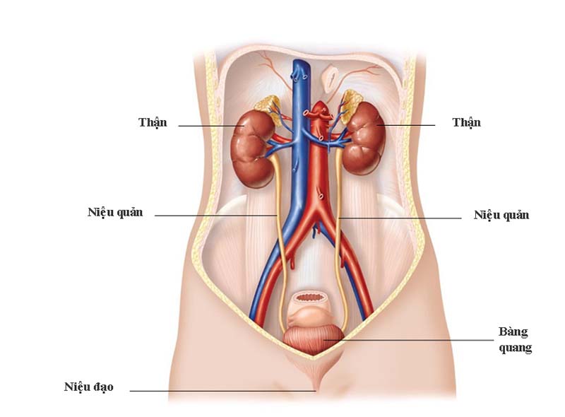 Cấu tạo và chức năng hệ tiết niệu