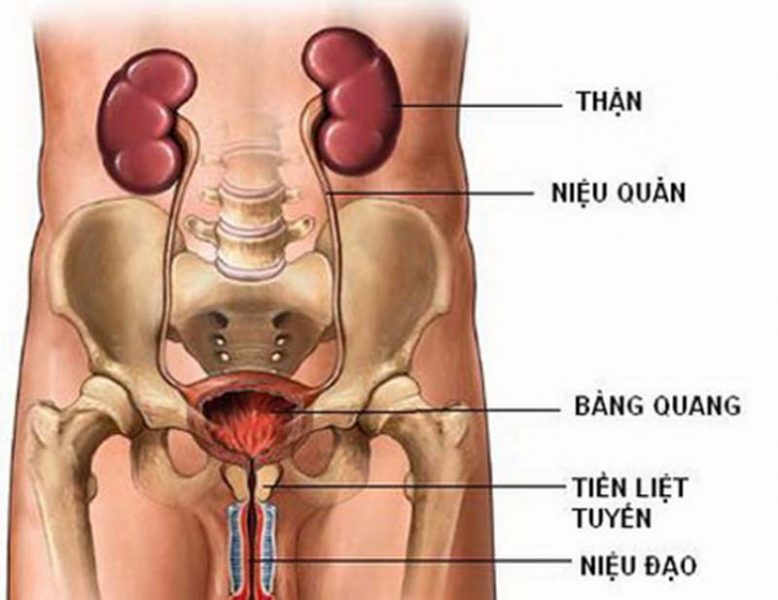 Viêm đường tiết niệu là gì?