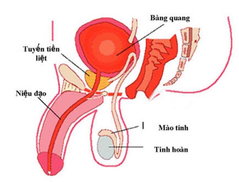 Lỗ sáo là bộ phận nào ở nam giới?