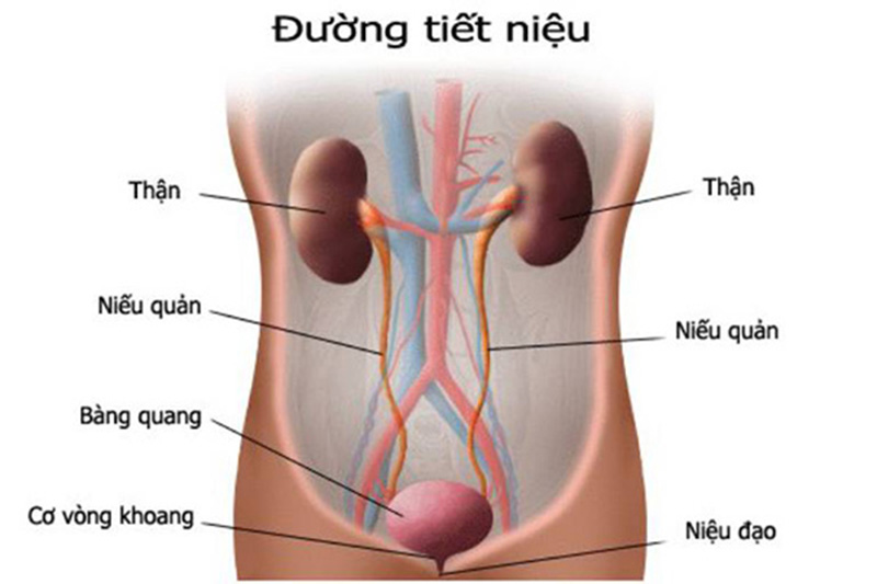 Viêm đường tiết niệu