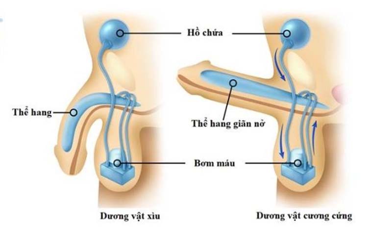 Bệnh rối loạn cương dương