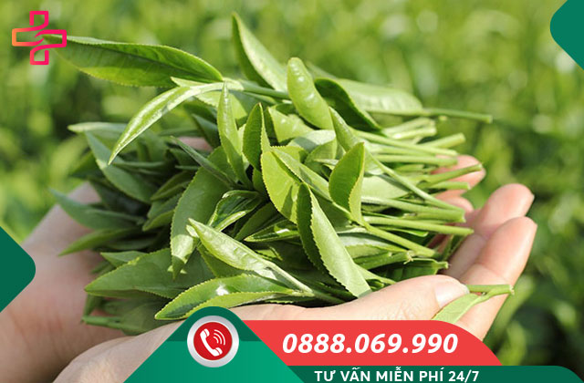 Dùng lá chè xanh chữa viêm âm đạo tại nhà