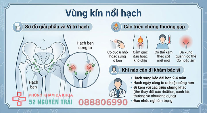 Vùng kín nổi hạch do đâu? Cách điều trị an toàn, hiệu quả 1 Vùng kín nổi hạch là gì?