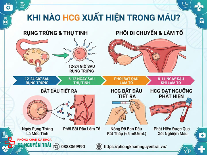 Sau quan hệ bao lâu xét nghiệm Beta HCG chính xác? 1 HCG xuất hiện trong máu từ lúc nào?