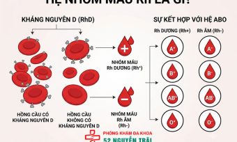 Hệ nhóm máu Rh là gì? Rh+ và Rh- khác nhau ra sao?
