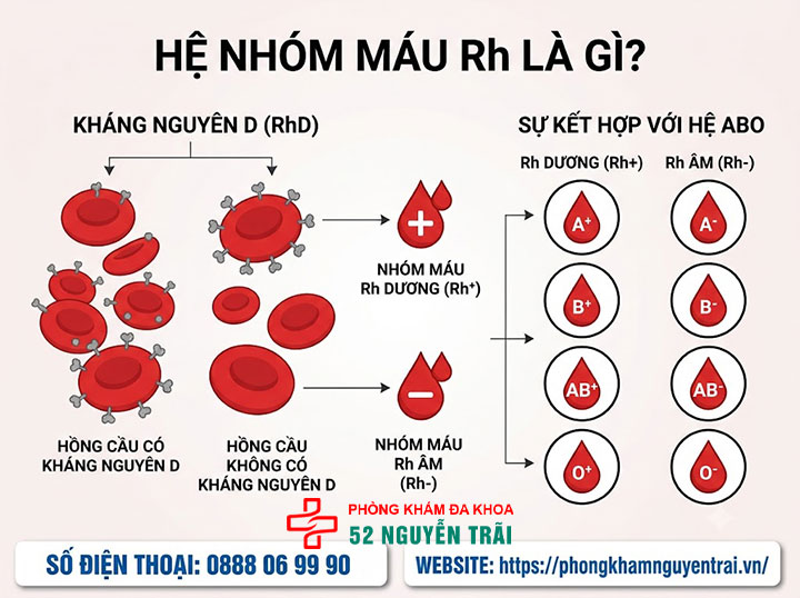 Hệ nhóm máu Rh là gì? Rh+ và Rh- khác nhau ra sao? 1 Hệ nhóm máu Rh là gì?