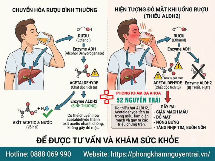 Nhóm máu và văn hóa Nhật: Vì sao họ quan tâm? 7 Nguyên nhân thực sự của hiện tượng đỏ mặt khi uống rượu