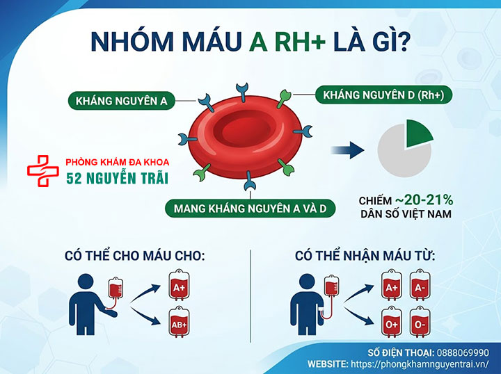 Hệ nhóm máu Rh là gì? Rh+ và Rh- khác nhau ra sao? 5 Nhóm máu A Rh+ là gì?