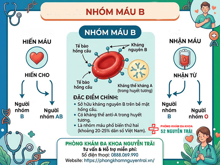 Các nhóm máu: Hệ A,B,O,AB phân loại và ý nghĩa 3 Nhóm máu B