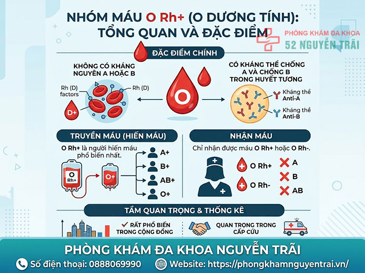 Hệ nhóm máu Rh là gì? Rh+ và Rh- khác nhau ra sao? 4 Nhóm máu O Rh+ là gì?