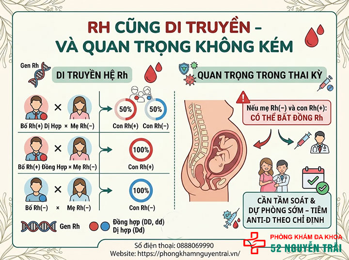 Di truyền nhóm máu: Con giống bố hay mẹ? Bảng tính 10 Rh cũng di truyền — và quan trọng không kém