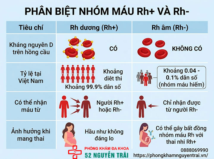 Hệ nhóm máu Rh là gì? Rh+ và Rh- khác nhau ra sao? 2 Rh+ và Rh- khác nhau như thế nào?