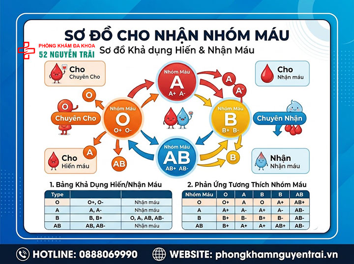Sơ đồ cho nhận nhóm máu: Nhóm nào truyền được cho nhóm nào? 7 Sơ đồ cho nhận nhóm máu tóm tắt