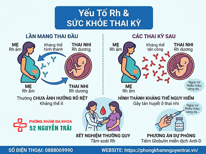 Hệ nhóm máu Rh là gì? Rh+ và Rh- khác nhau ra sao? 9 Yếu tố Rh ảnh hưởng gì đến thai kỳ?