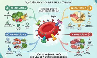 Ăn theo nhóm máu: Thực đơn A, B, O, AB chi tiết