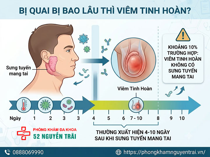 Viêm Tinh Hoàn Do Quai Bị: Triệu Chứng Và Cách Điều Trị 2 Bị Quai Bị Bao Lâu Thì Viêm Tinh Hoàn?