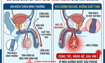Cơ chế sinh lý gây đau tinh hoàn sau khi cương