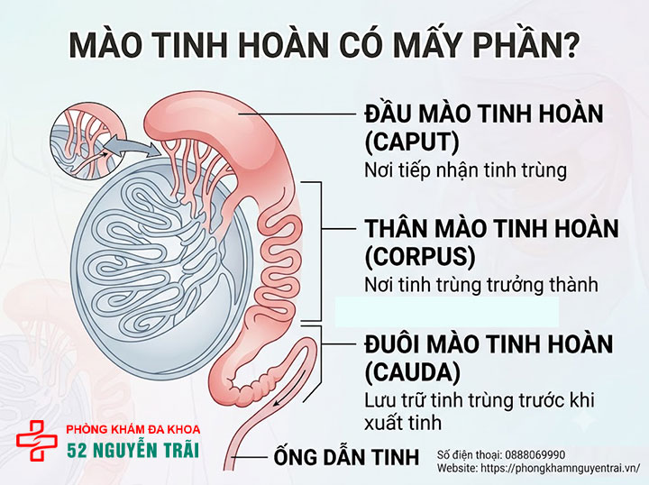Triệu Chứng Viêm Mào Tinh Hoàn Trái, Phải Cần Biết 3 Mào Tinh Hoàn Có Mấy Phần? Đầu, Thân, Đuôi Mào Tinh Hoàn