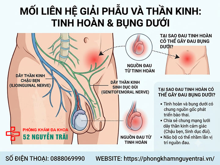 Đau Tinh Hoàn Và Bụng Dưới: Liên Hệ Và Cách Xử Lý 1 Mối liên hệ giải phẫu giữa tinh hoàn và bụng dưới