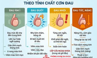 Triệu Chứng Đau Tinh Hoàn: Dấu Hiệu Cần Biết