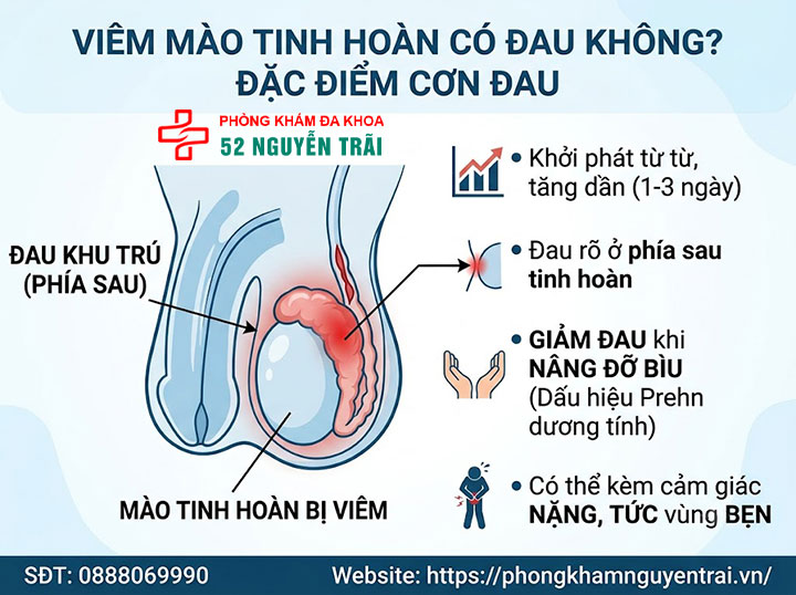Triệu Chứng Viêm Mào Tinh Hoàn Trái, Phải Cần Biết 2 Viêm Mào Tinh Hoàn Có Đau Không? Đặc Điểm Cơn Đau