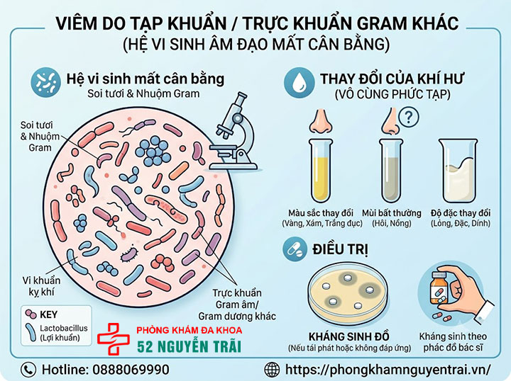 Viêm âm đạo do nấm Candida, Gardnerella, Trichomonas: Phân biệt và điều trị 4 Viêm do tạp khuẩn / trực khuẩn Gram khác